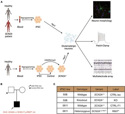 Disruption of the autism-associated gene SCN2A alters synaptic development and neuronal signaling in patient iPSC-glutamatergic neurons